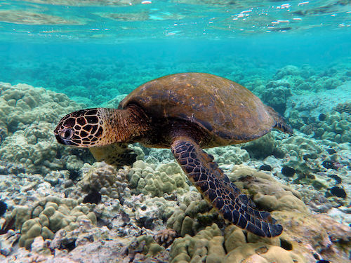 sea turtle.jpg