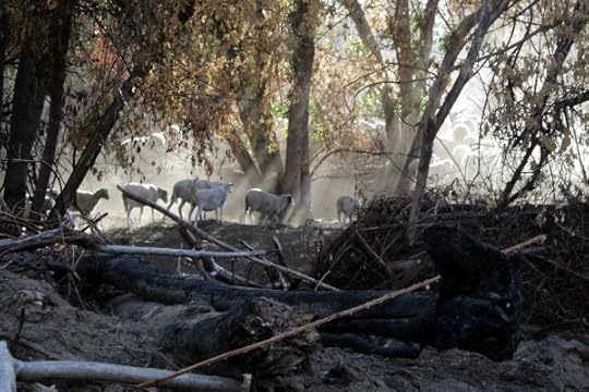 Animal grazing fire fuel reduction in progress.