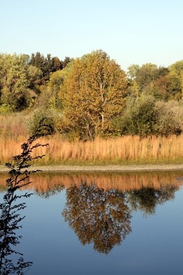 Tree reflected in the water of the American River.