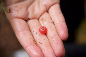 Yew fruit! The red fleshy covering is called the aril and is edible. The seed inside, visible here, is poisonous to humans. Birds can eat the whole thing. Photo by Matthew White