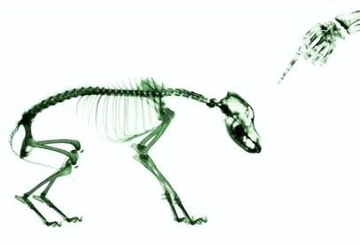  photo SkeletonWagDog_zpszcwjsbnd.jpg