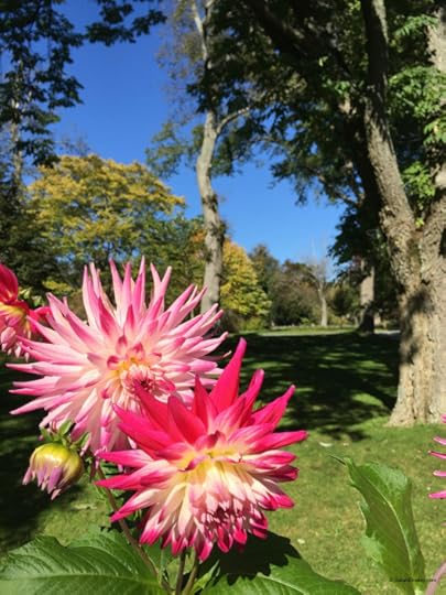 dahlias and trees