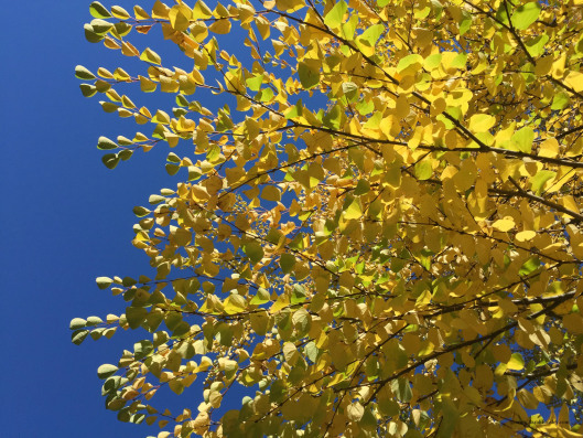 blue and yellow