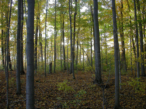 Photo: Ontario to get a million trees for each year in Confederation
