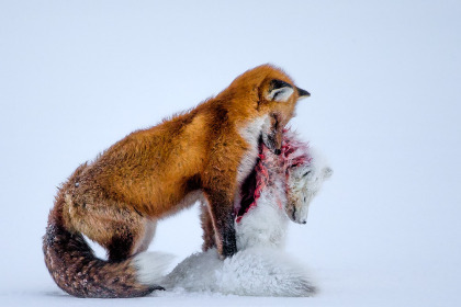 A Tale of Two Foxes by Don Gotoski - winner of Wildlife Photographer of the Year