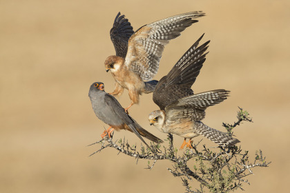 The Company of Three by Amir Ben-Dov - winner of Birds category, Wildlife Photographer of the Year Awards