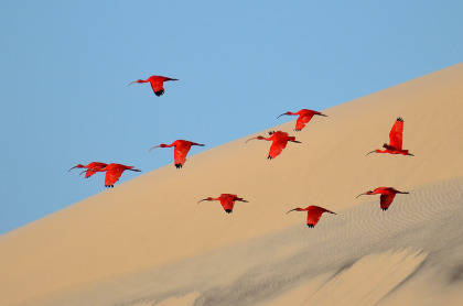 Flight of the Scarlet Ibis by Jonathan Jagot, France. Winner of Young Wildlife Photographers 15- 17 years old.