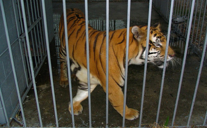 Tony the Tiger
