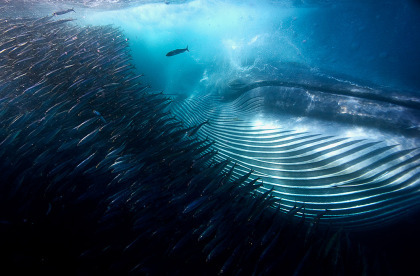 A Whale of a Mouthful by Michael AW, Australia. Winner, Underwater category Wildlife Photographer of the Year.