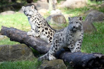 Snow leopards at Brookfield Zoo - Only 4000 to 6500 remain in the wild. Photograph by Jim Schulz/Chicago Zoological Society.