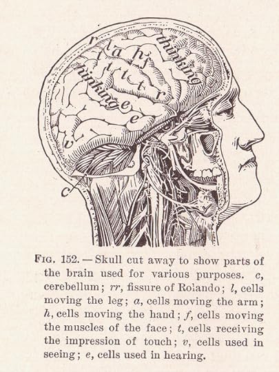 Image Credit: ‘Our Brain’ from ‘The Human Body and Health’ by Alvin Davison (1908), image by Sue Clark, CC by 2.0, via Flickr.