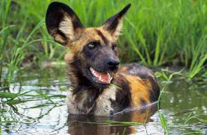 rudog