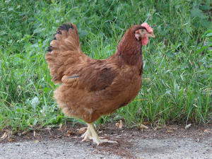 Poltava_chicken_breed_female