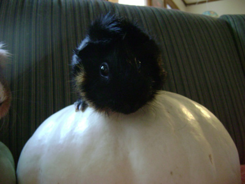 “Isn’t there an ethical issue raised when one marries their psychiatrist?” Merricat wonders as she swallows your soul. 