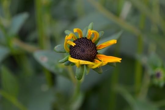 daily unfurling2