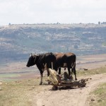 Animals on path to school
