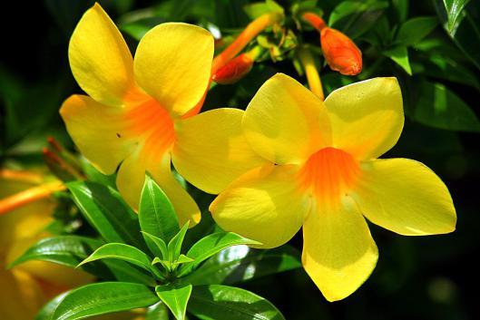 Yellow3