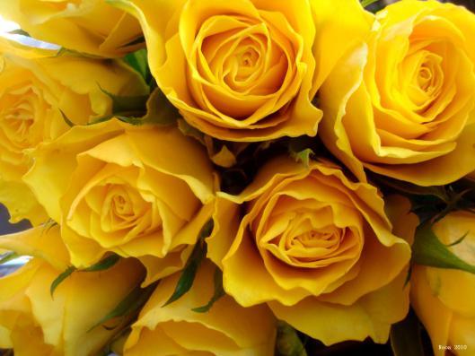 Yellow 1
