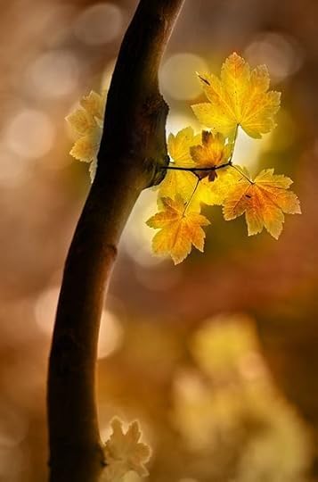 Golden Grace 3