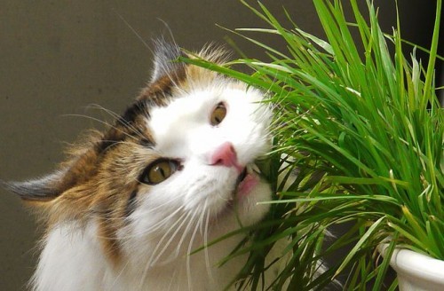 cat-eating-grass