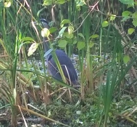 Great blue heron on our street