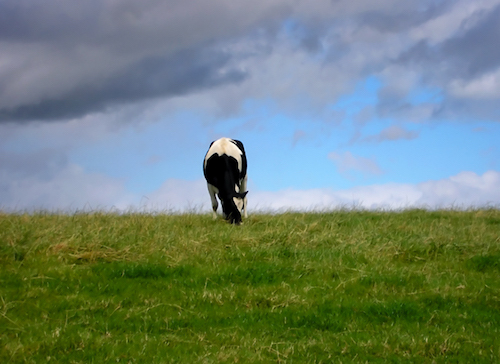 Cow11.jpg