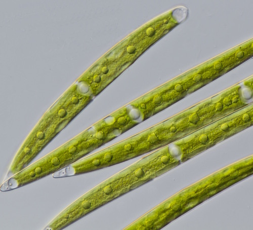 closterium strigosum.jpg