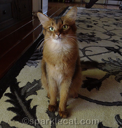 Somali cat, cat