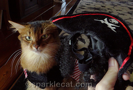 pirate costume for cat