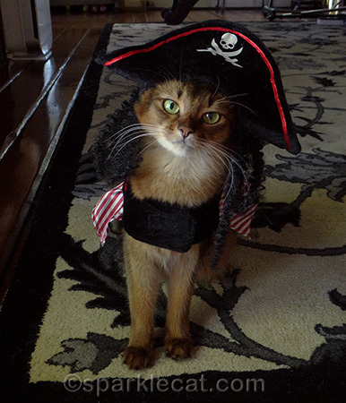 somali cat, somali cat pirate, cat in pirate costume, cat in hat
