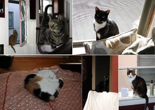 My sister's cats. Clockwise from top left: Tate, Topher, Mona, Calliope, Oberon, Molly.