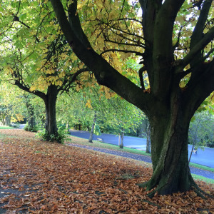 Leaf Fall