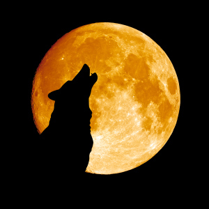 Wolf howling at the moon in the midnigt