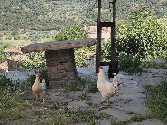 TurkeyJudyK