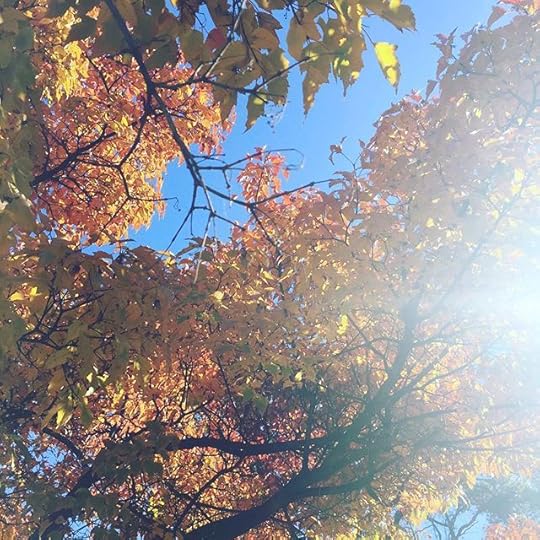 Pretty leaves, blue sky, and sunshine. #autumn #ig2015 #365days #dailyphoto