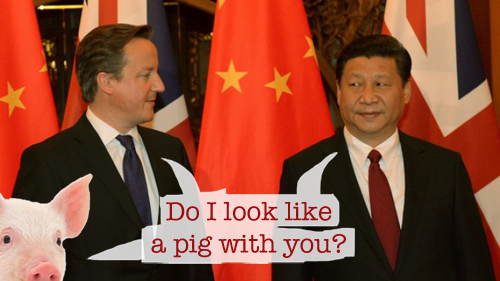 Cameron Xi pig Psipook 