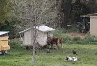 Hamburger and Hamburger's Helper