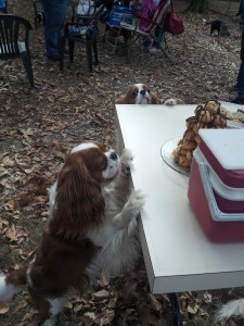Cavalier paty