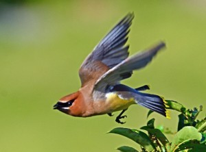 Bird in flight