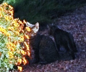 cat3