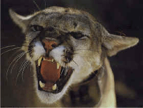 Chicago commercial photographers