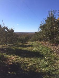 fall 2015 apple picking 1