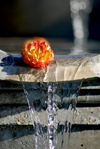 Fountain Flower