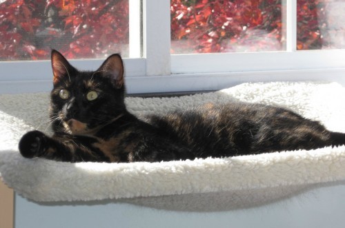 cat-window-perch