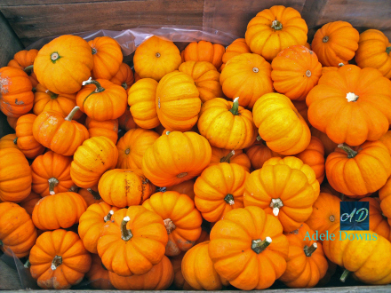 fallsmallorangegourds15signed