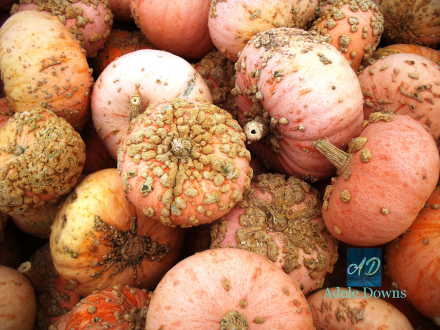fallpimplepumkins215signed