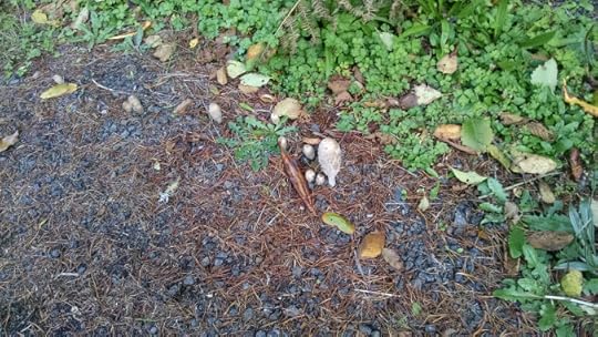 IMG_20151012_150924430[1]