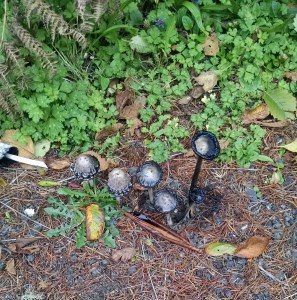 Mushrooms black inks cropped