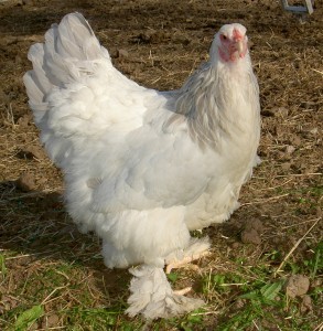 harvest hen