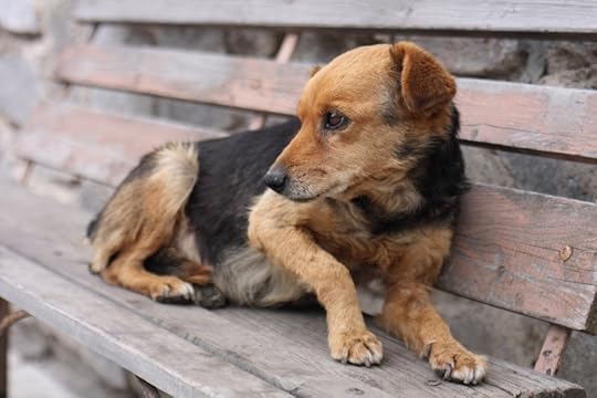 Lost dogs want to be found
